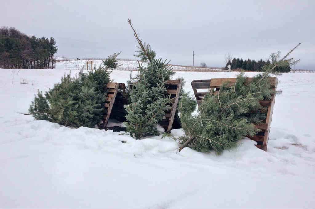 billig juletræ - find det flot billig juletræ der kan komme med levering